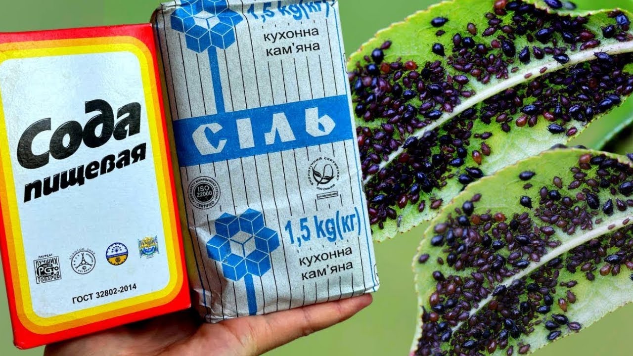 Я не Поверил Глазам, но ТЛЯ Расщепляются На Глазах! СРОЧНО ДАЙТЕ Тле СОДУ С СОЛЬЮ!