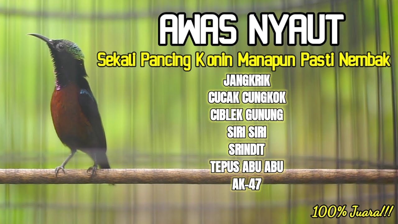 MASTERAN KONIN GACOR FULL TEMBAKAN MEWAH COCOK BUAT PANCINGAN DAN MASTERAN KOLIBRI TROTOL