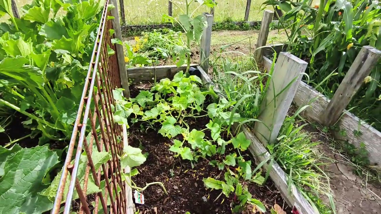 Day three of the seven day garden challenge 
