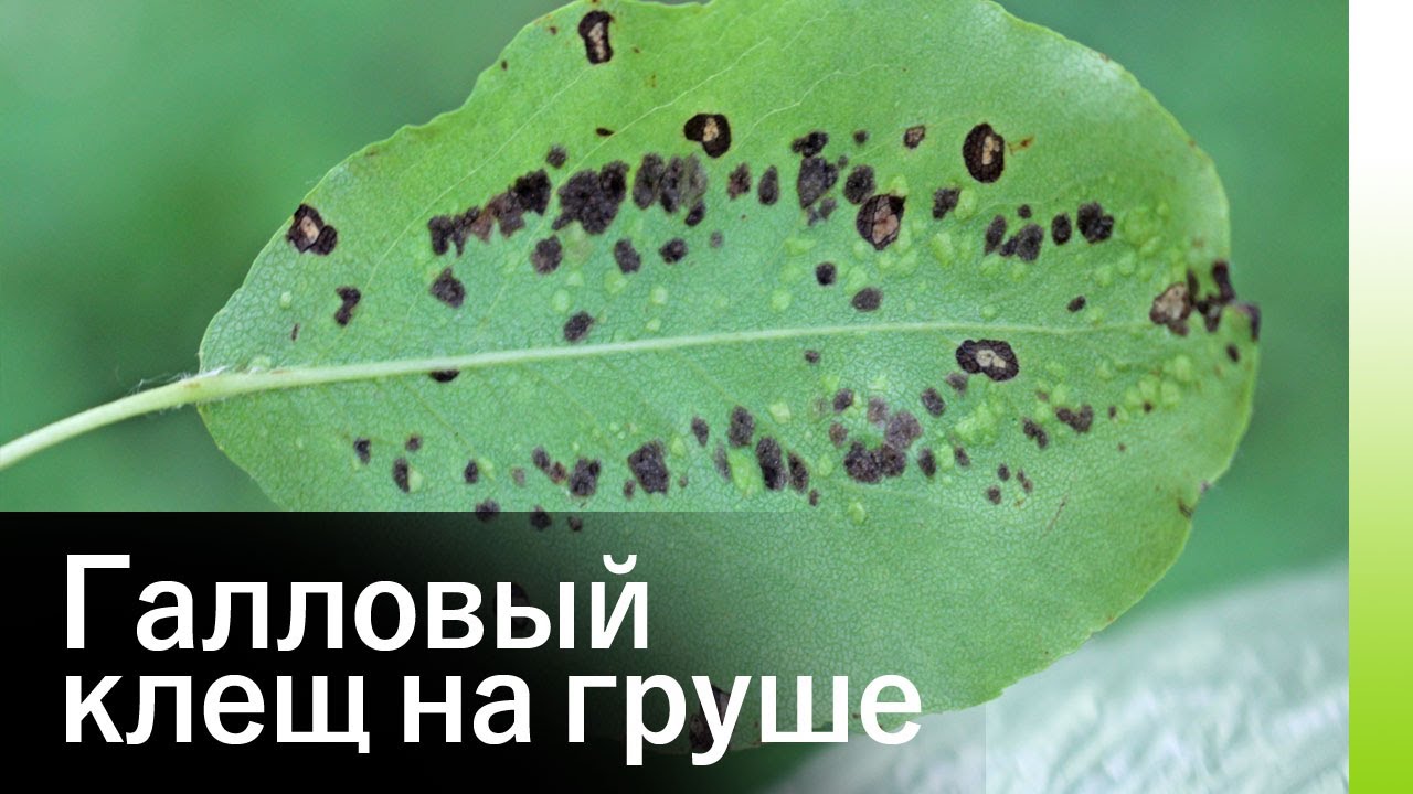 Галловый клещ на груше. Признаки заражения и методы борьбы
