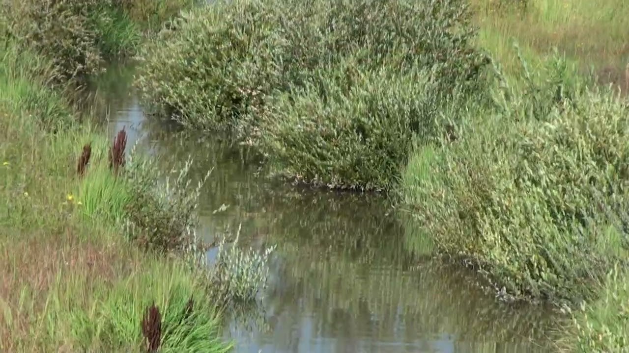 West Nose Creek before and after video 2016 2023 full video