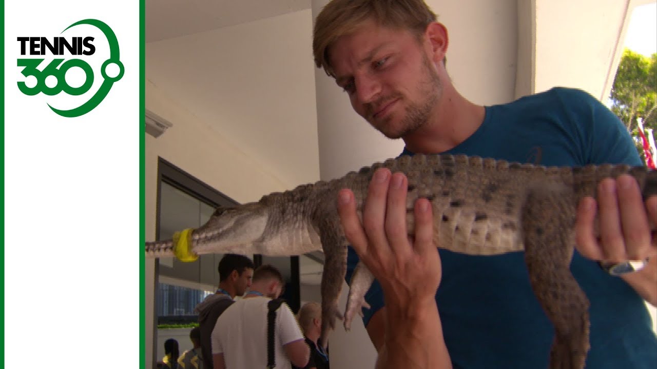 David Goffin, Alexander Zverev, Karolina Pliskova pet some animals at the Australian Open