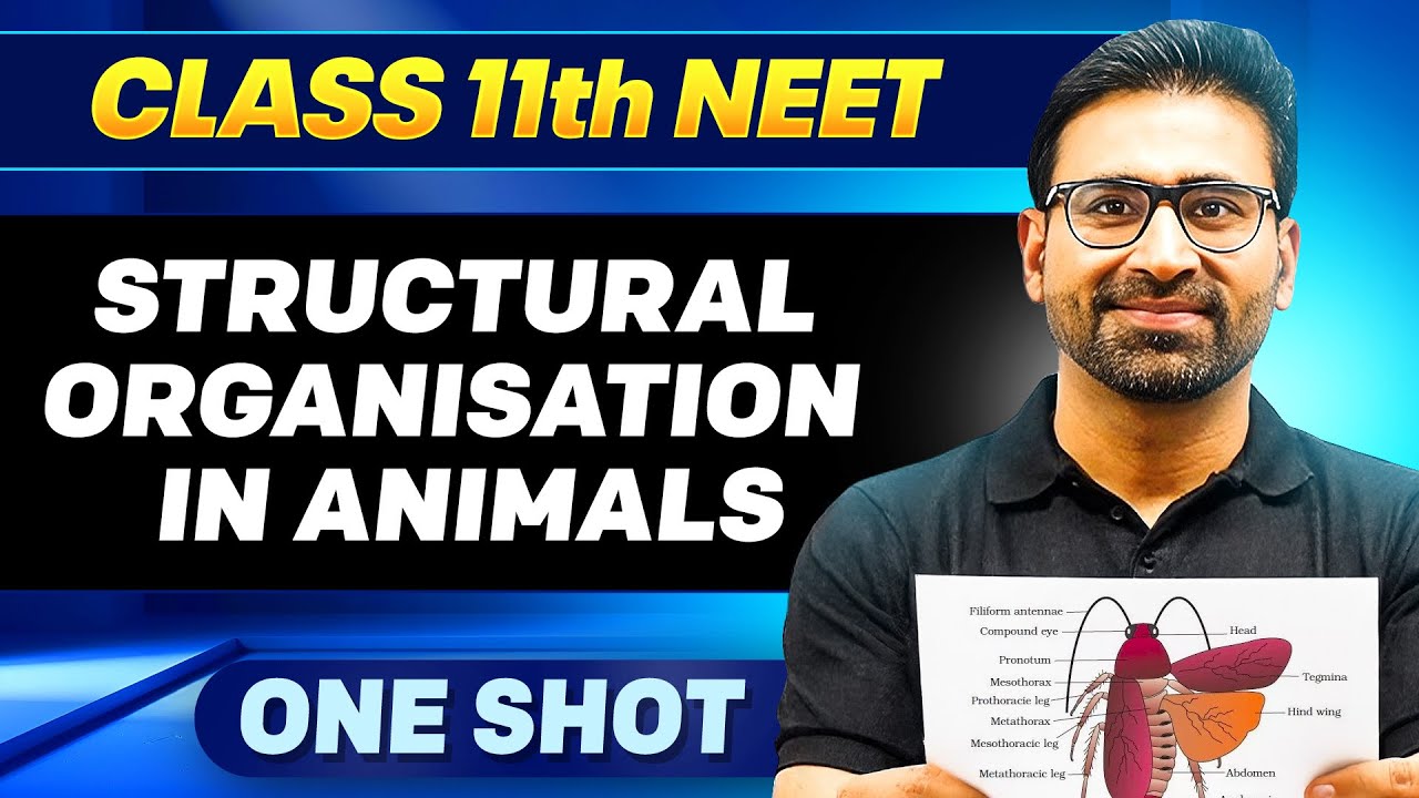 STRUCTURAL ORGANISATION IN ANIMALS in ONE SHOT || All Concepts, Tricks & PYQ || Ummeed NEET
