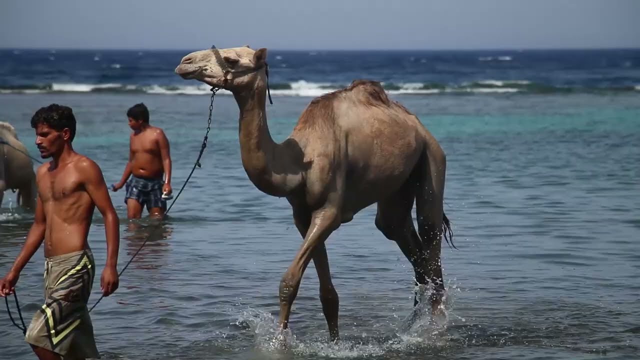 'I see, I hear, I film', DOCNOMADS