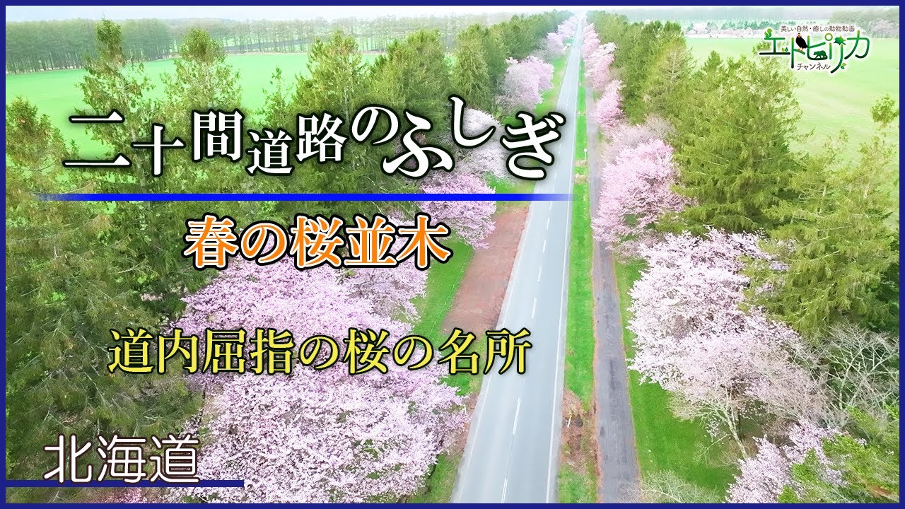【二十間道路のふしぎ】春の桜並木を空から撮影！道内屈指の桜の名所🌸