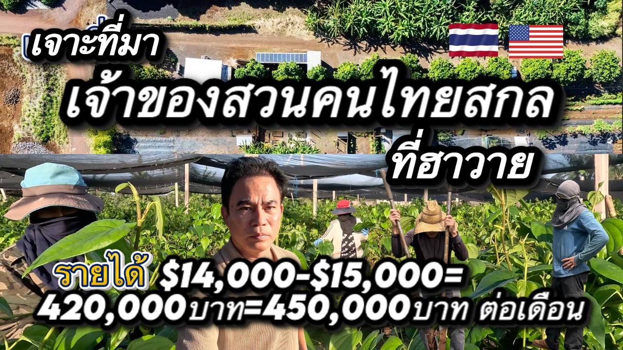 วิถีชีวิตเจ้าของสวนคนไทยสกลที่ฮาวายปัจจุบันรายได้ $14,000-$15,000=420,000บาท-450,000บาท ต่อเดือน
