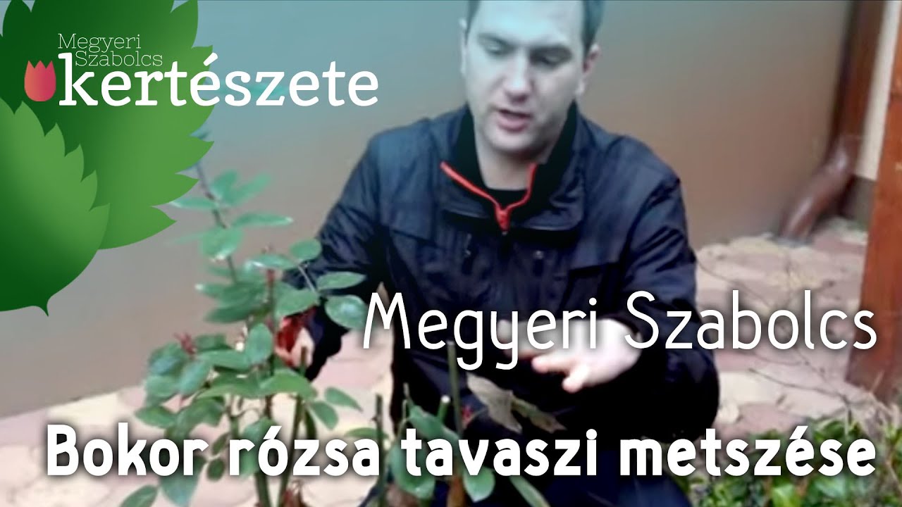 Bokor - Park rózsa tavaszi metszése - Megyeri Szabolcs Kertészete Budapest