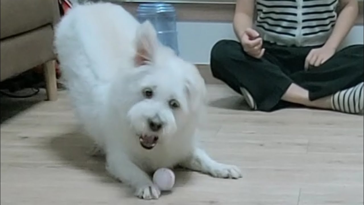 여자친구가 던져주는 공만 개신나