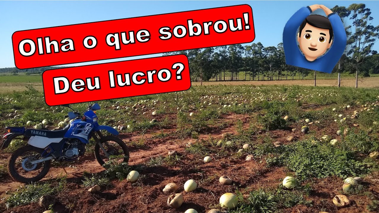 MELANCIA DA LUCRO? 🍉 | COMO FICA DEPOIS DA SAFRA |