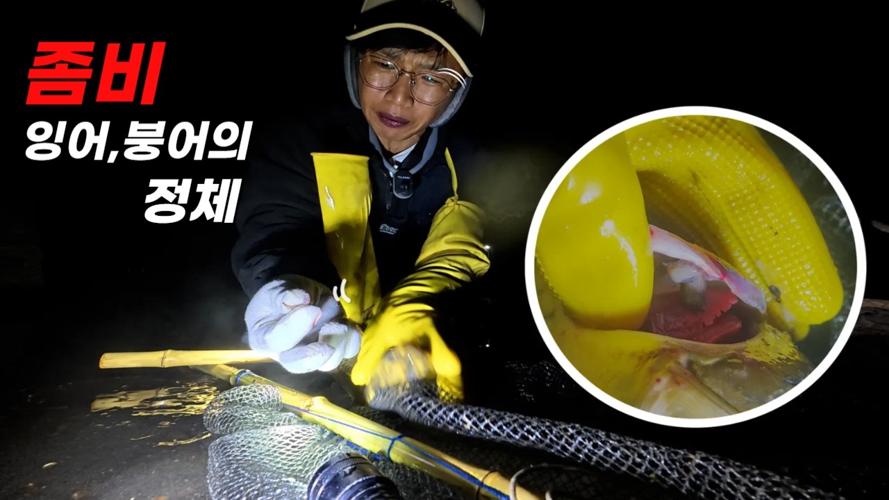 붕어, 잉어를 좀비로 만들어버리는 생태계 파괴범 잡아족치기!