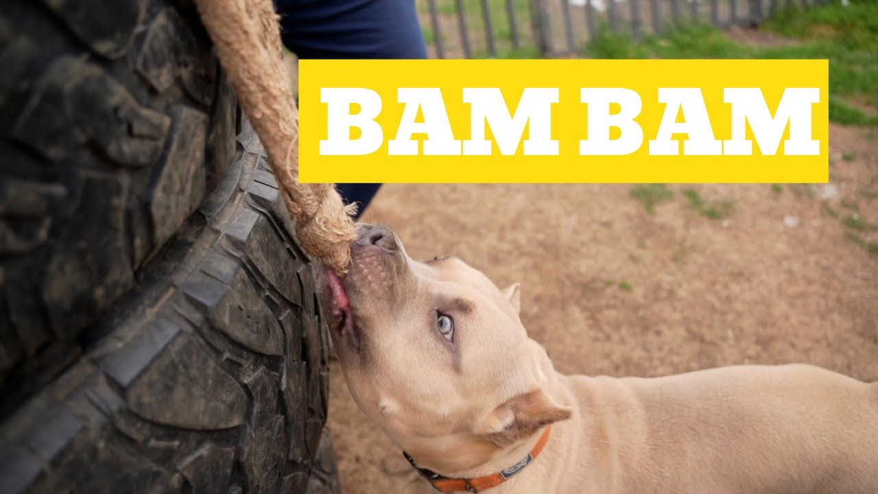 Bam Bam NO BAM!?!?!