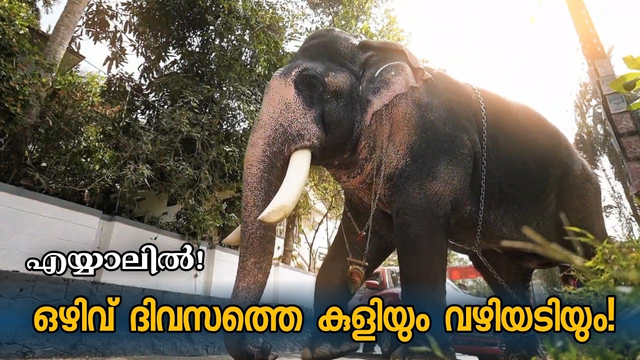 എയ്യാലിൽ കേശവന്റെ ഒഴിവ് ദിവസം | Puthuppally Kesavan | MK Channel | Thrissur Dairies of Kesavan | PK7