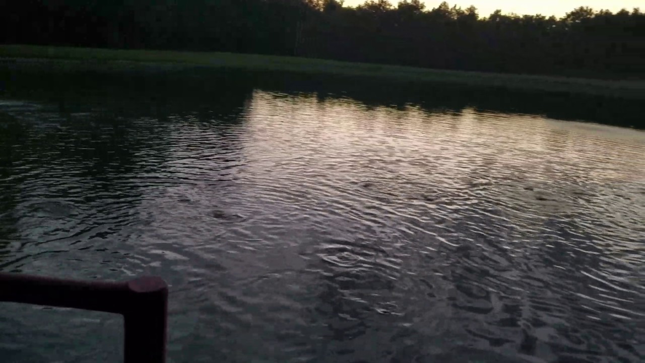 Too many catfish in one 1 acre pond