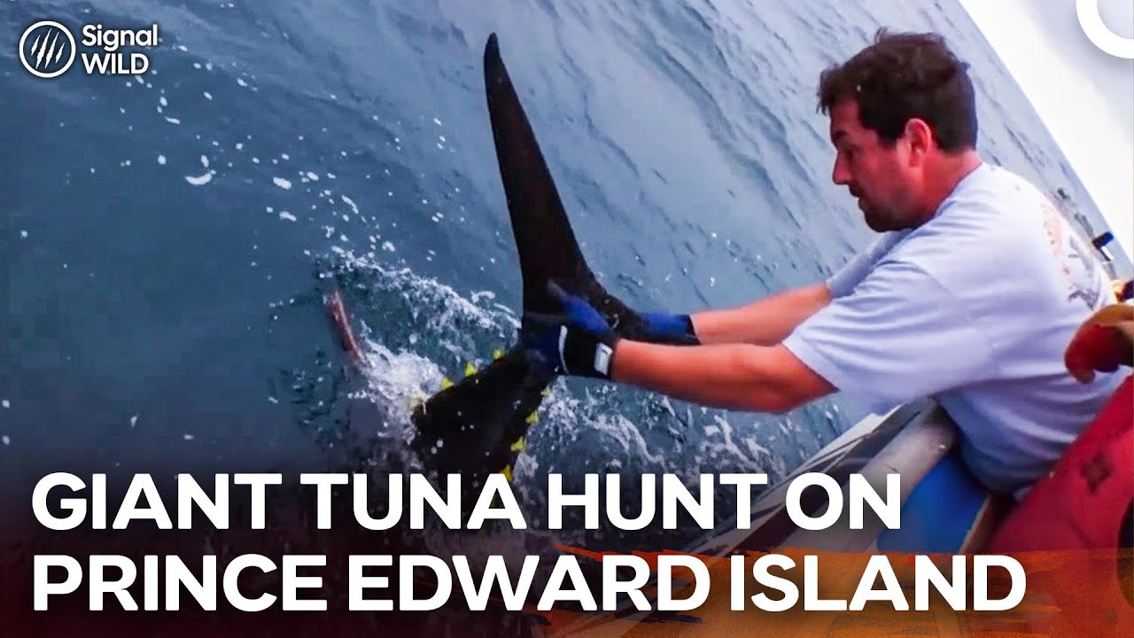 Chasing Giant Fish in Canada's High Seas I Trev Gowdy's Monster Fish