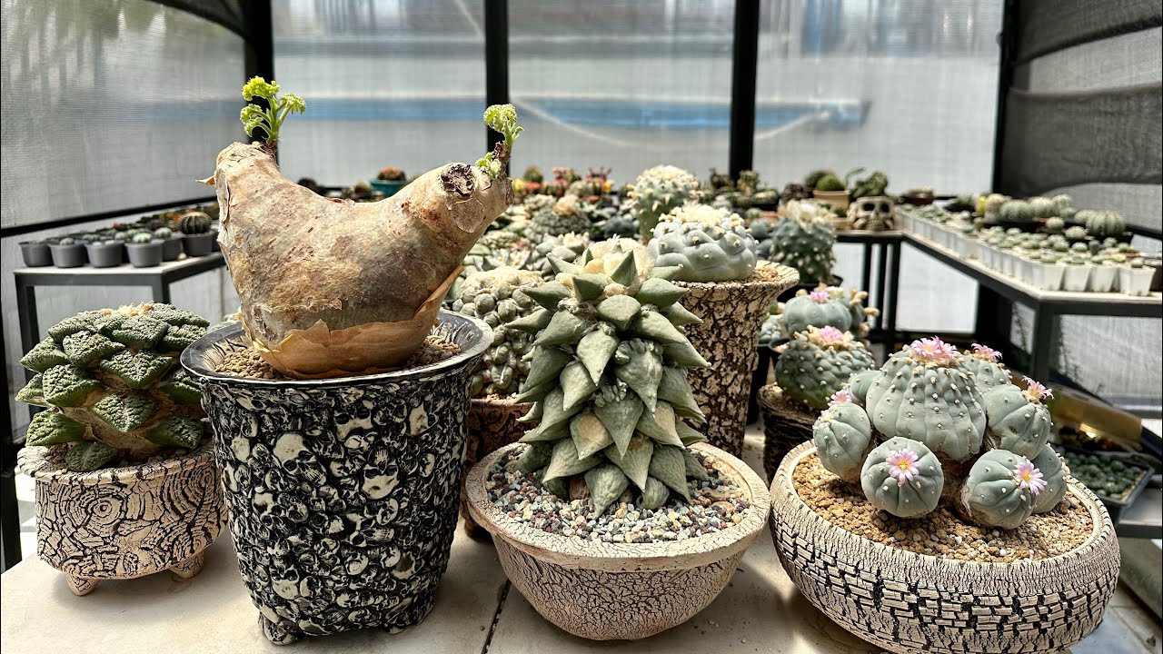 My Garden Tour in July 2024 #ariocarpus #lophophora #cactus