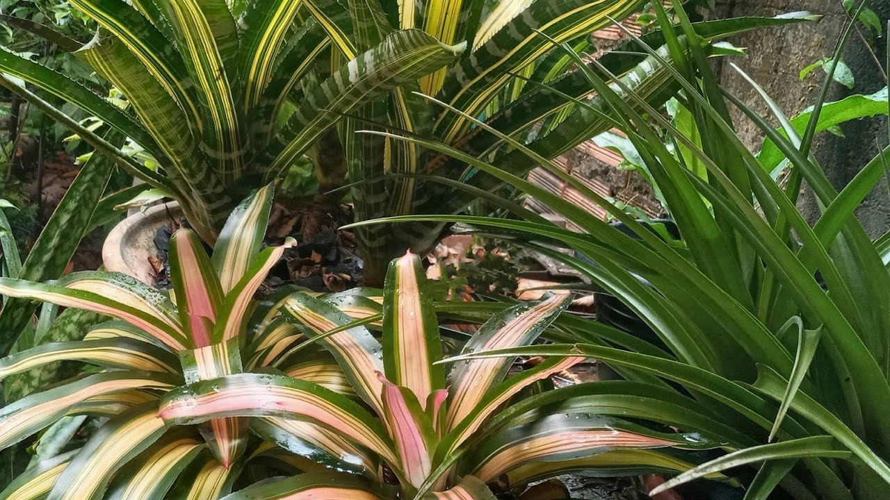 LINDA COLEÇÃO DE BROMÉLIAS, dicas de cultivo