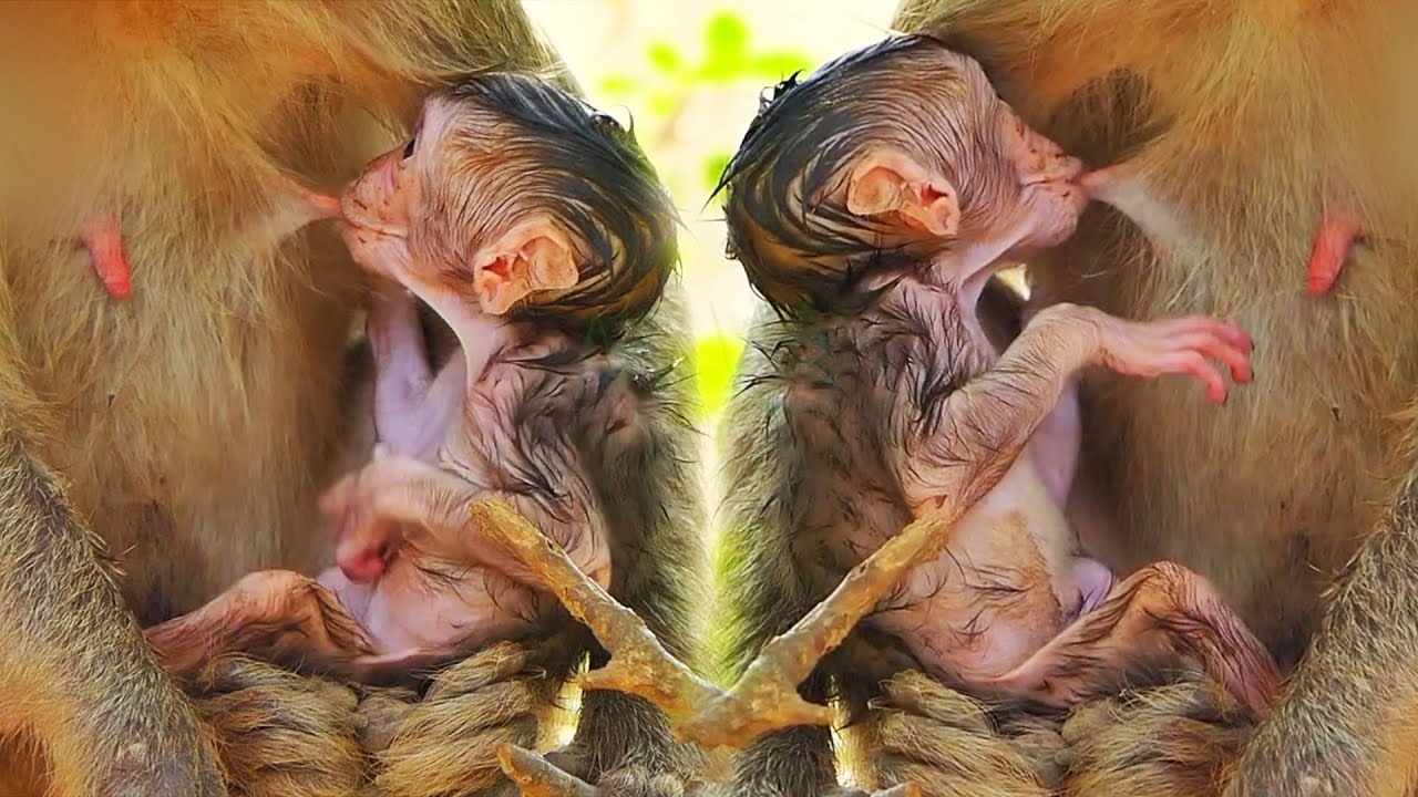 Lovely Baby Monkey Moments With The Best Care Of Mommy