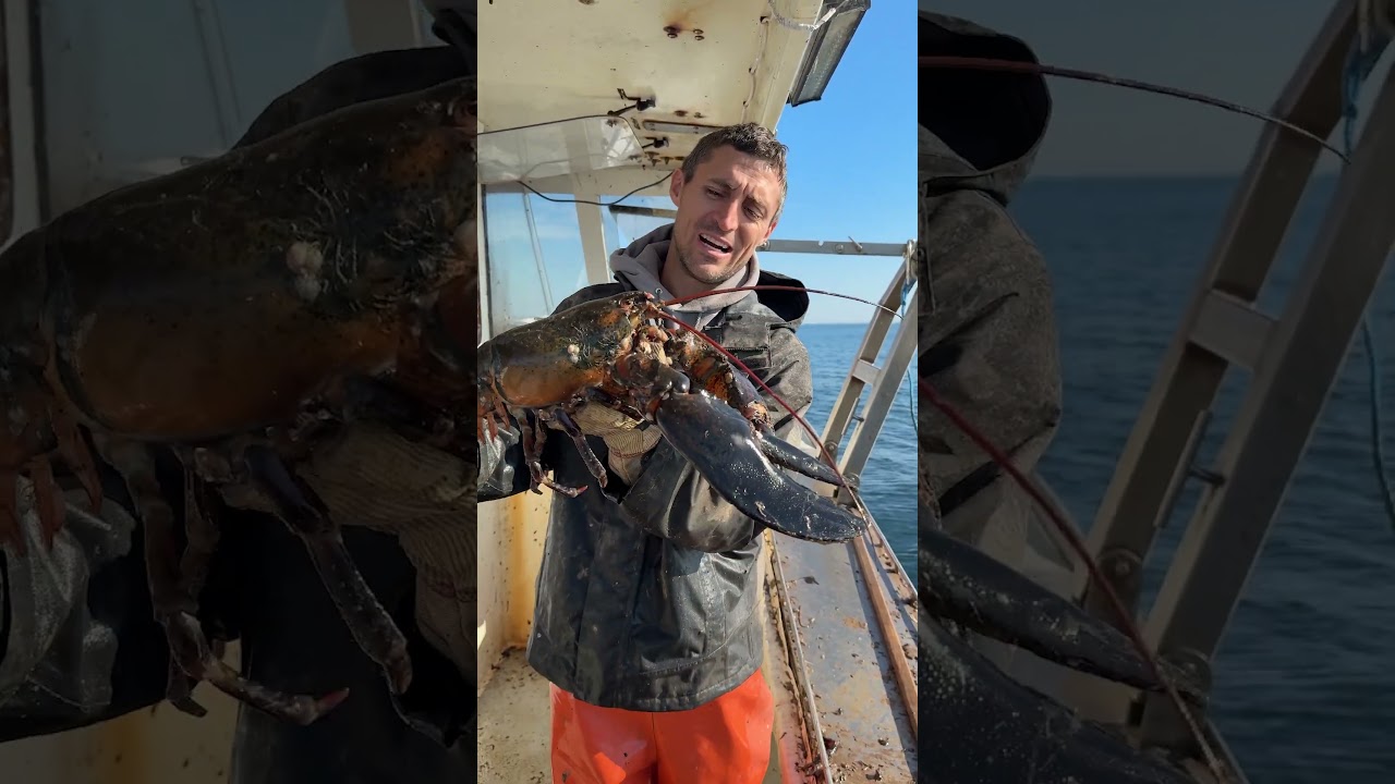 Giant Lobster with Giant Barnacle!