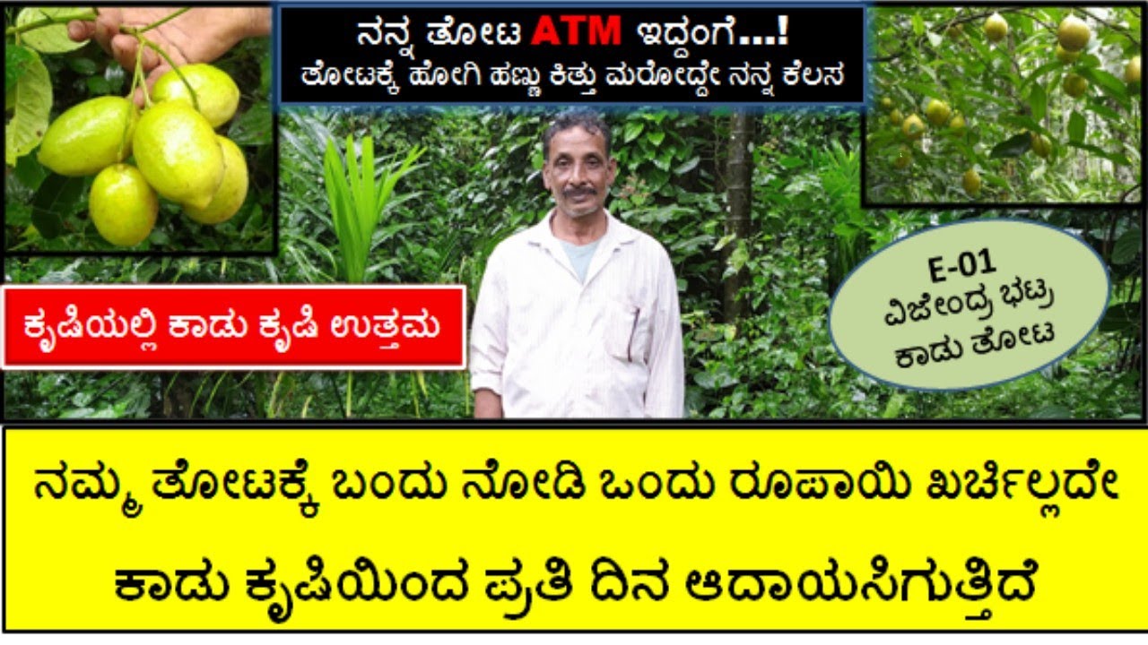 ನನ್ನ ಕಾಡು ತೋಟದಲ್ಲಿ ಉಳುಮೆ ಇಲ್ಲ ಖರ್ಚು ಇಲ್ಲ ಶ್ರಮ ಇಲ್ಲ..! 6 ಎಕರೆಯಿಂದ 12  ಎಕರೆಯಷ್ಟು ಆದಾಯಸಿಗುತ್ತಿದೆ (E-01)