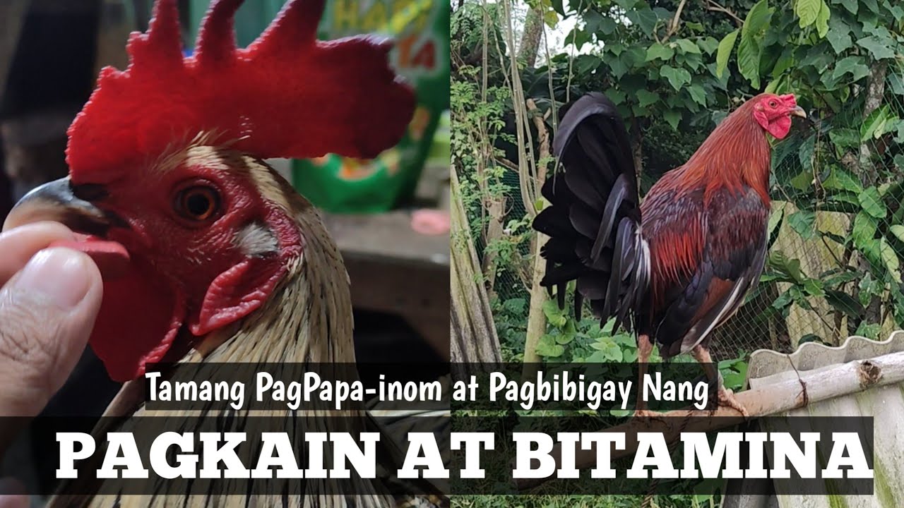 Tamang Pagbibigay Nang Pagkain Painom at Bitamina | Linyada ng Mamay 