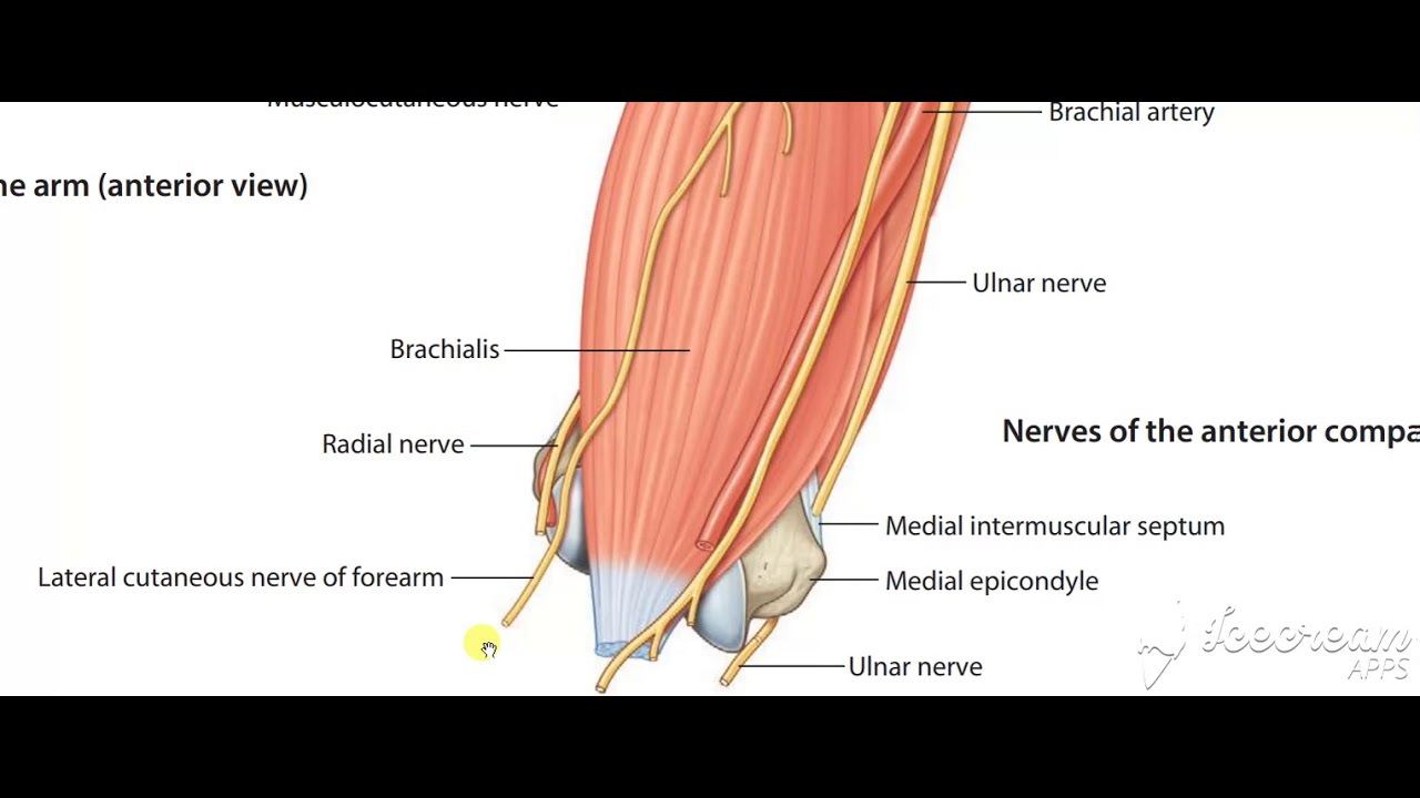 Musculocutaneous nerve 2