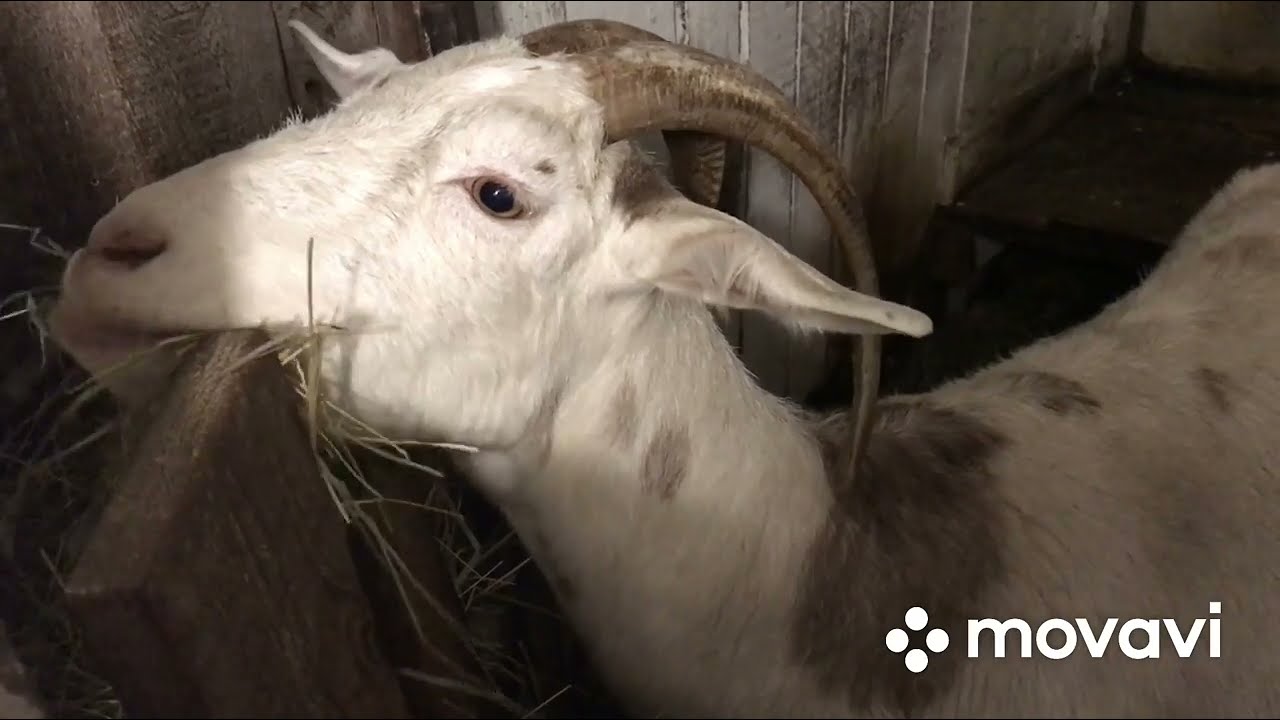 Мое кормление коз до окота//