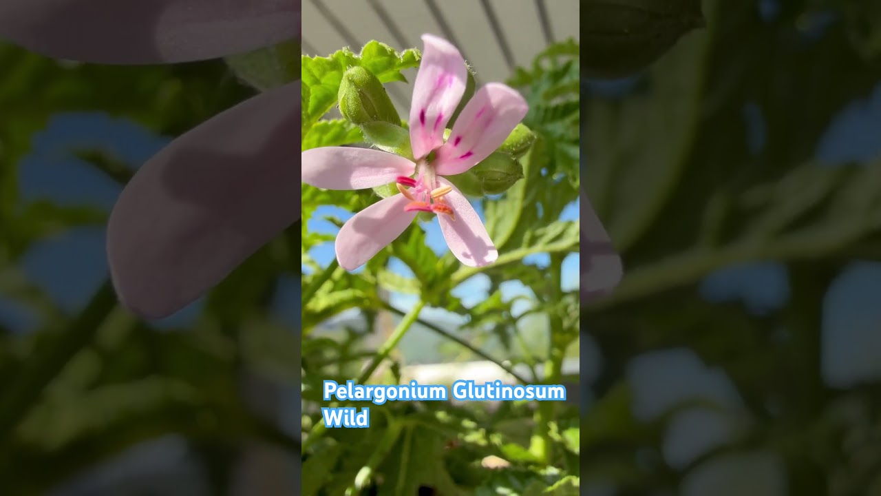 24. august 2025 Pelargonium glutinosum #pelargonium