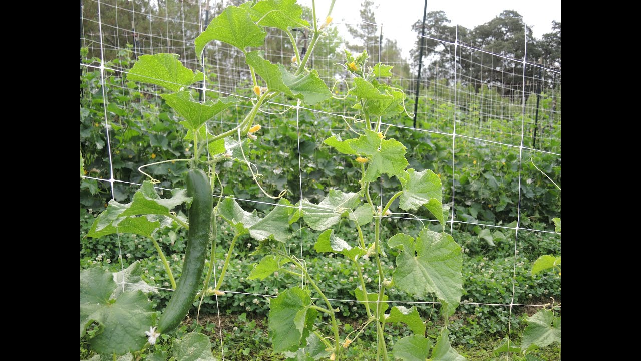 Organic vertical trellis gardening, reduced tillage, living mulch system at Woodleaf Farm