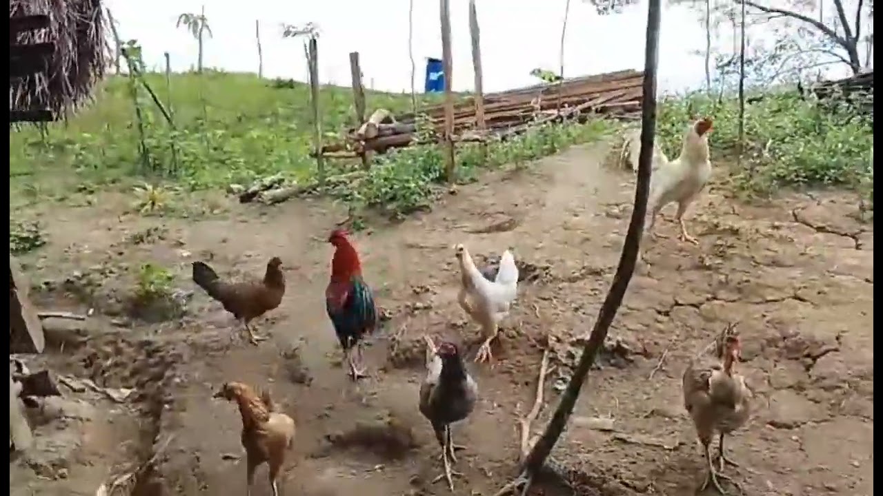 (Preparing Soon to be bakahan) dumalaw kami sa puntod ng aming Tatay at kaanak. happy farming  