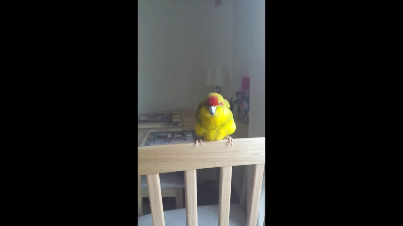 Puzzle the Kakariki Talking