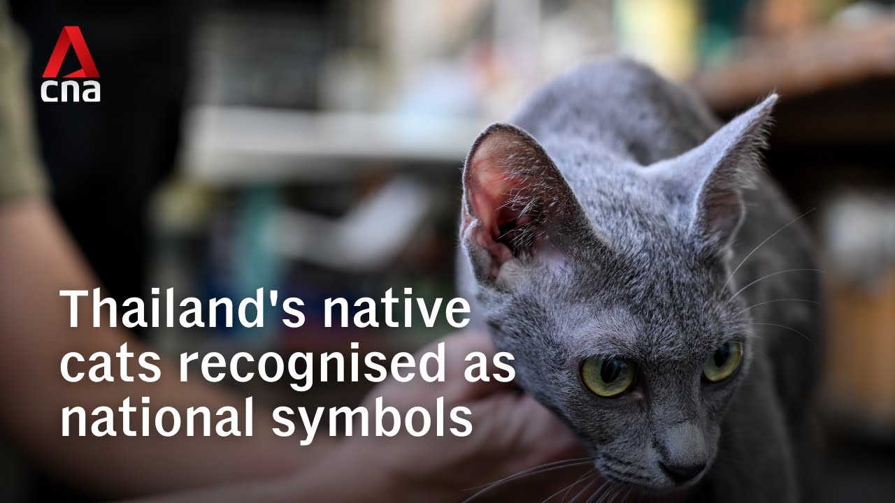 Thailand's native cats recognised as national symbols