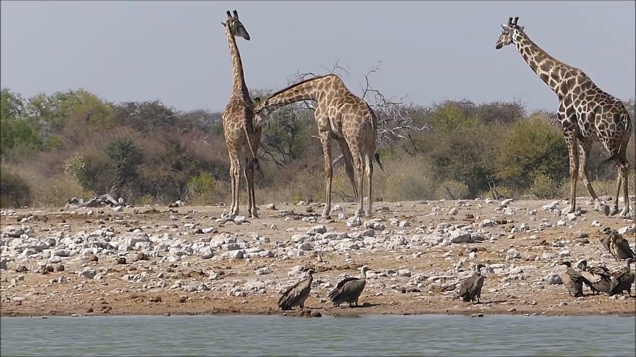 Namibie 24 petits