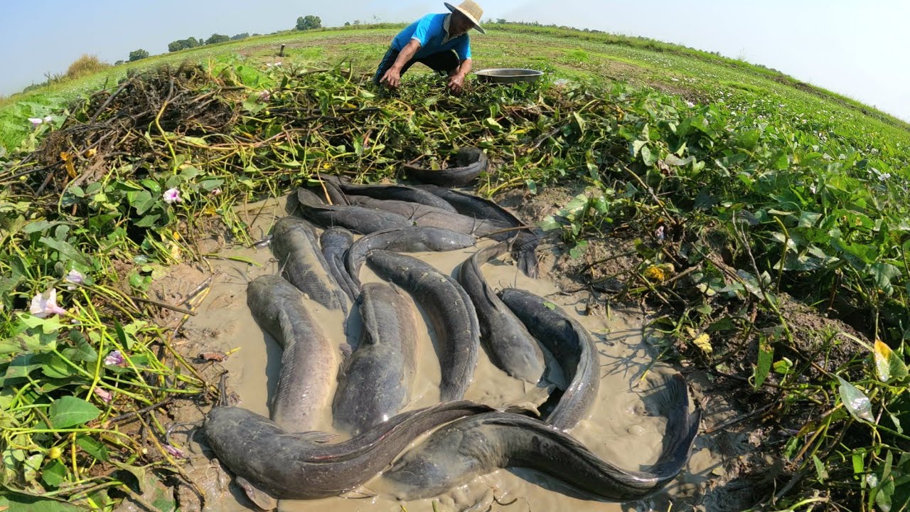unigue  ! Catching fish by grilling trout in the rice fields yields a lot of fish.