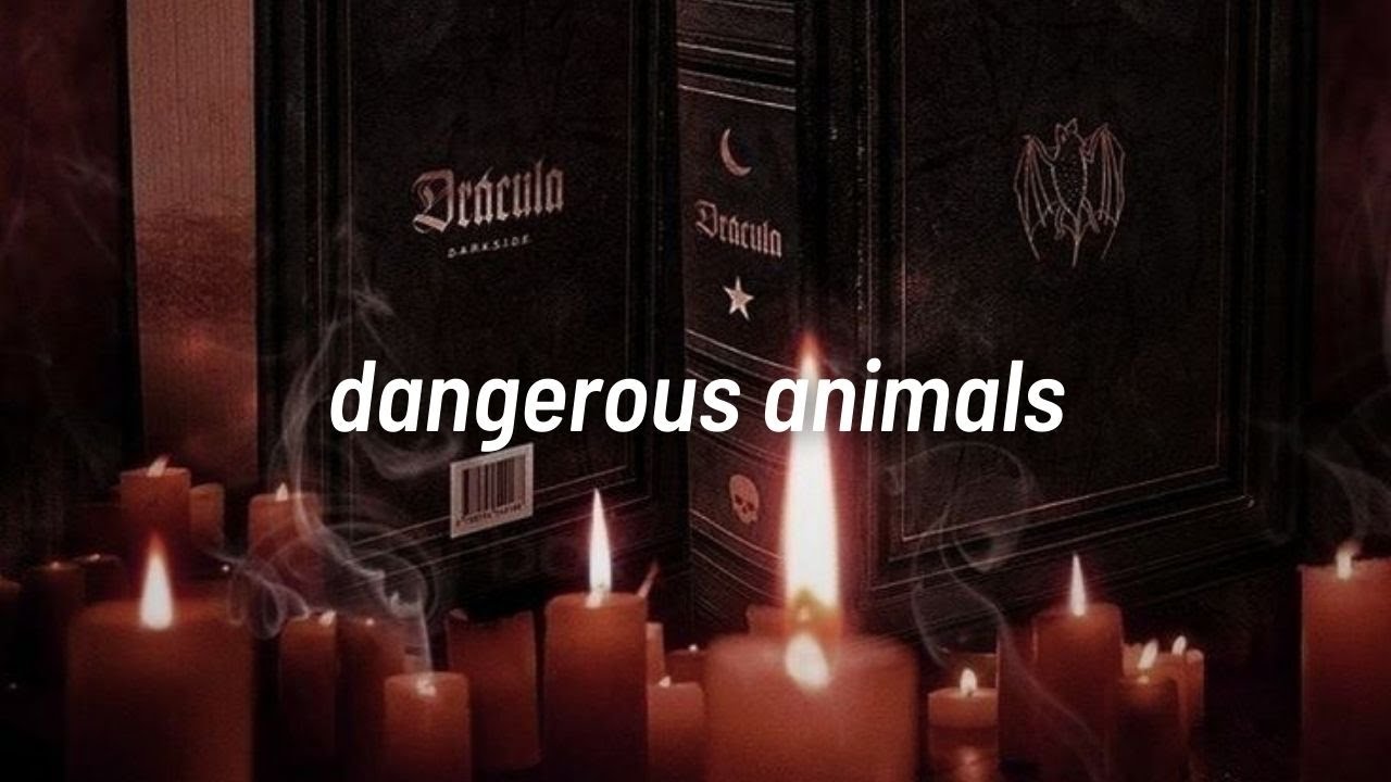 arctic monkeys- dangerous animals (türkçe çeviri)