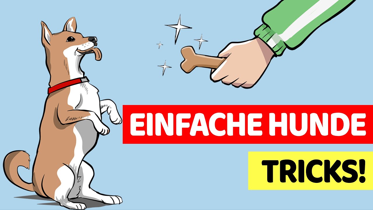 10 Einfache Tricks, Die Du Deinem Hund Beibringen Kannst!