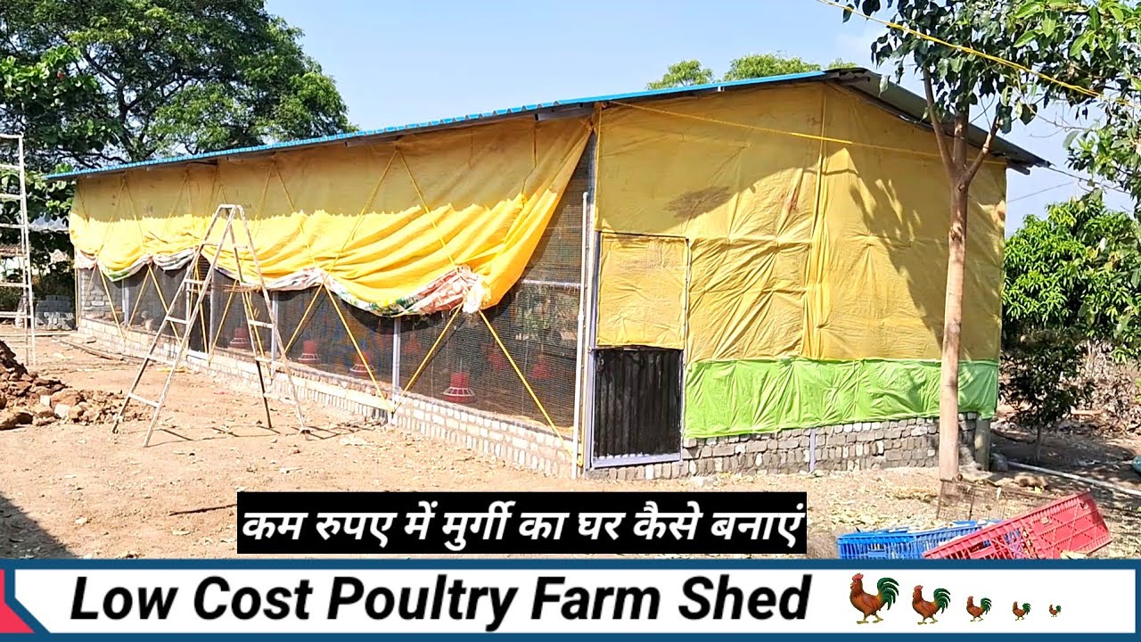 Low cost poultry farm!!Low cost poultry shed!!low cost poultry shed design !कम बजट का मुर्गी फार्म!!