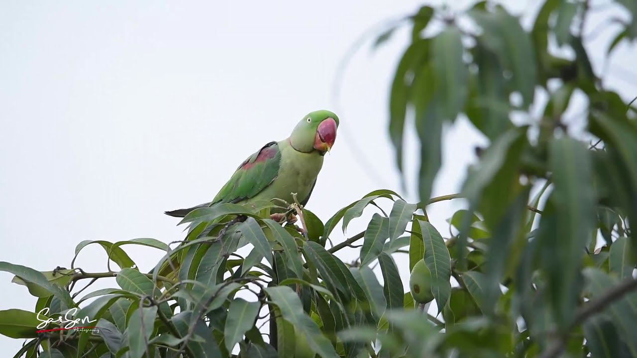 BIRD WATCHING CAMBODIA || Alexandrine parakeet