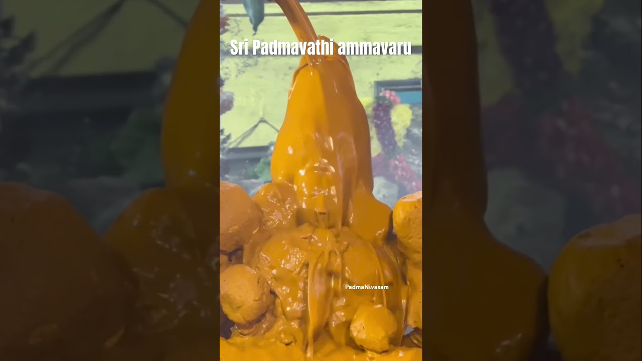 Sri Padmavathi ammavari abhishekam #tirupati_smart_city #sripadmavathiammavarikalyanam #festival#god