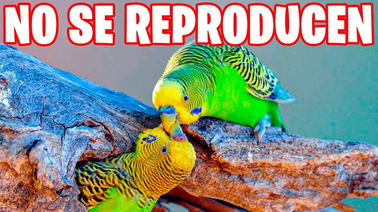 SOLUCIÓN: MI PAREJA DE PERIQUITOS NO CRIA
