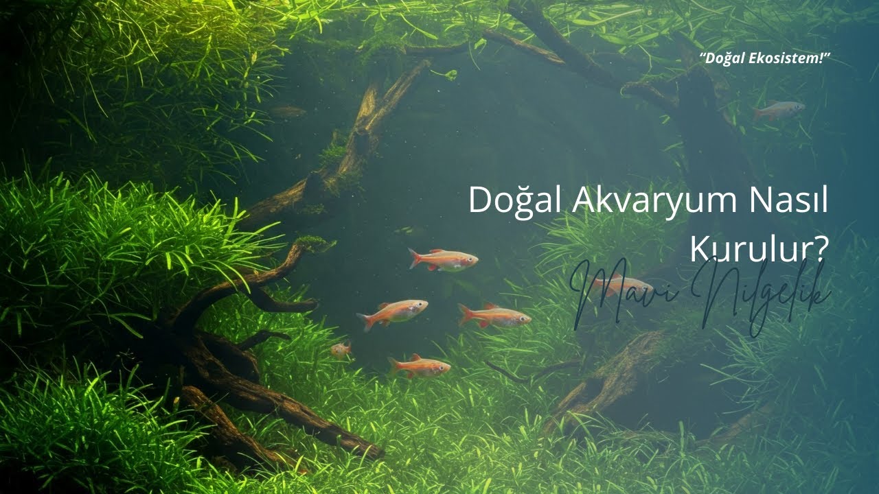 Filtresiz, Gübresiz, Kendi Kendine İşleyen Akvaryum Nasıl Kurulur? | Doğal Akvaryum Rehberi