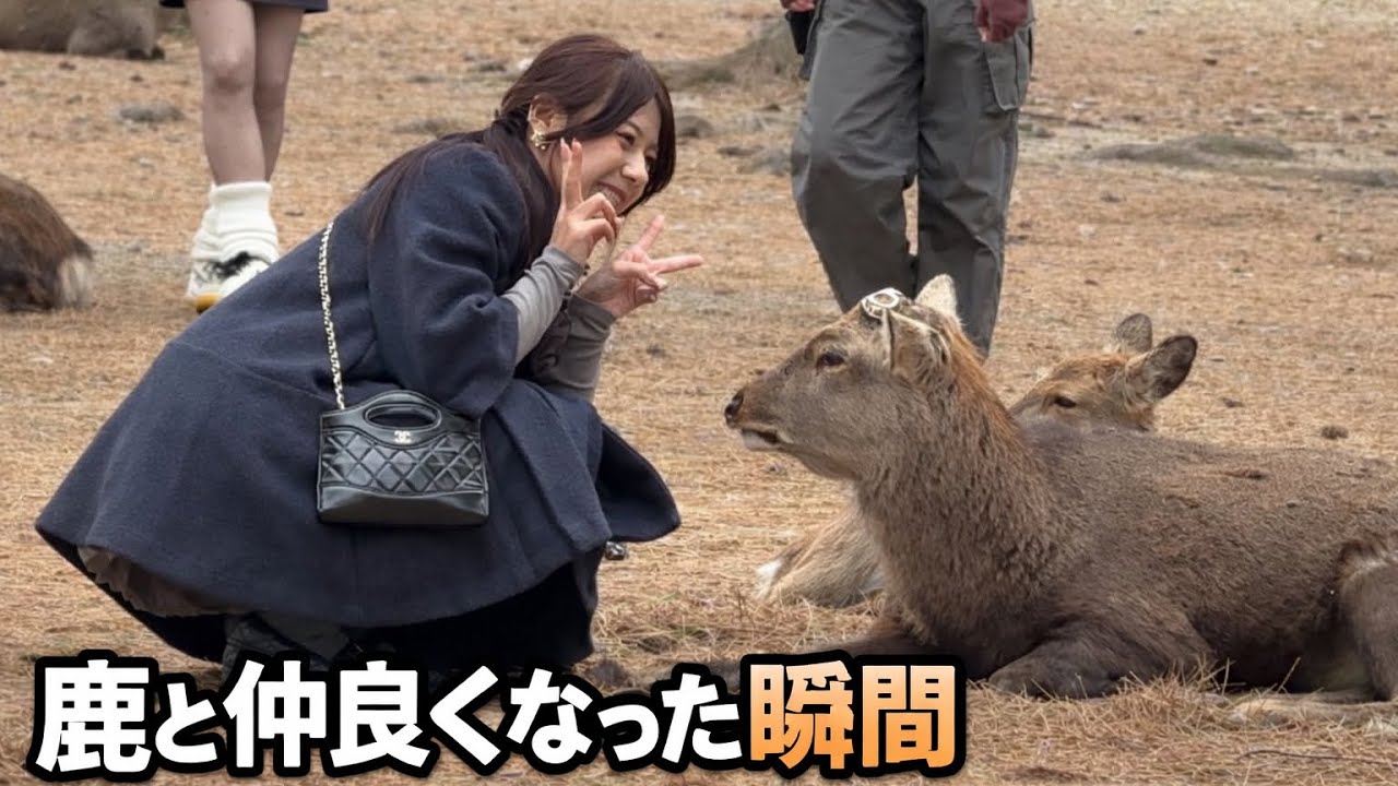 鹿と仲良くなった瞬間｜奈良公園の癒し時間🦌