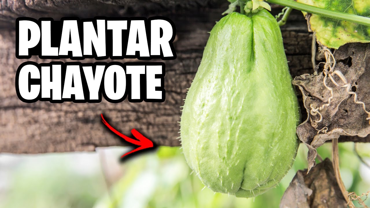 Como Plantar CHAYOTE o Papa del Aire en Maceta 🌱 Trucos y Consejos | La Huerta de Ivan