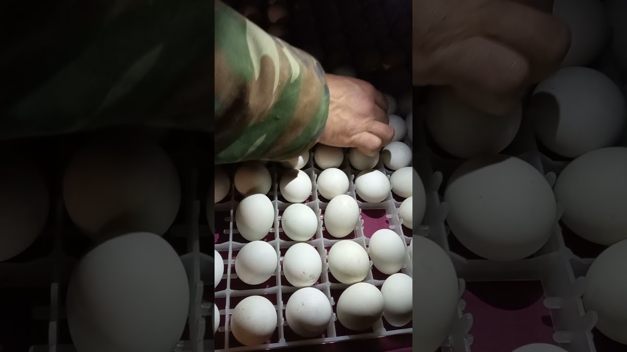 ördək yumurtalarının 16 gün inkubaçıya dövrü ğörək yumurtaların içində nə baş verir!!!