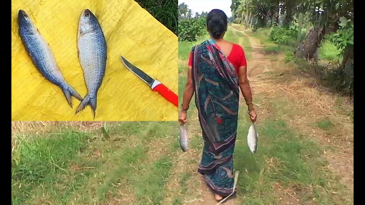 Pulasa Fish Spicy Curry in Village - Hilsa Ilisha Fish Curry - Pulasa Machhalee Sauce wth Ladyfinger