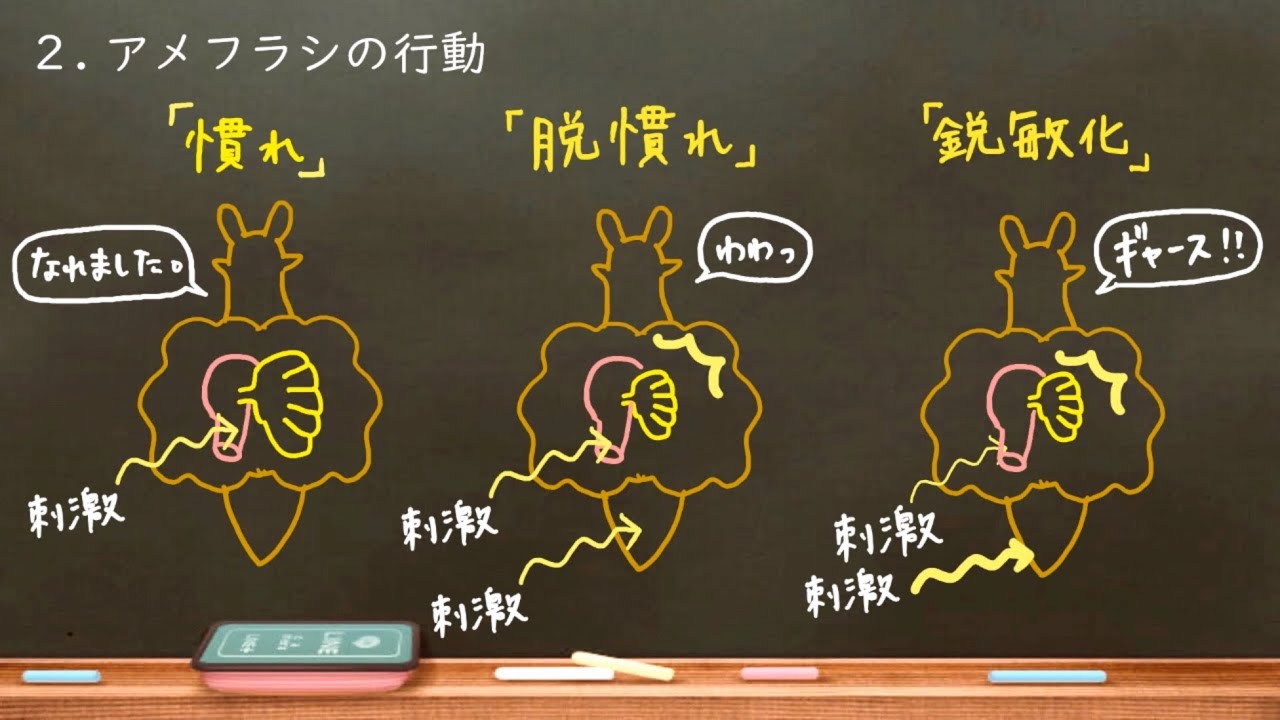 高校生物　66. 行動② 学習 　（高校生物）