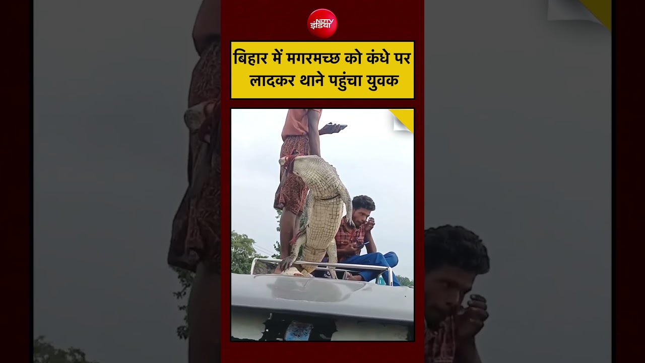 Crocodiles Viral Video: Bihar में Crocodiles को कंधे पर लादकर थाने पहुंचा युवक| #bihar #viralvideo