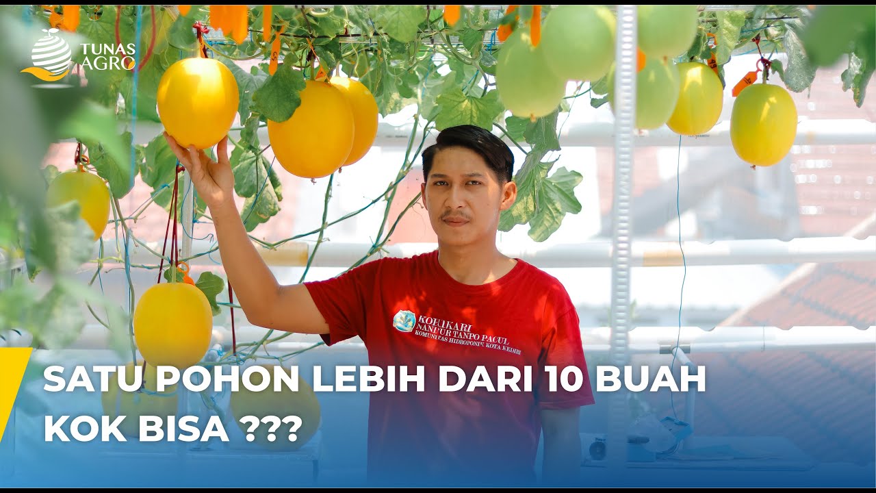SISTEM MACHIDA !!! 1 TANAMAN MELON MENGHASILAN LEBIH DARI 10 BUAH. KOK BISA ???