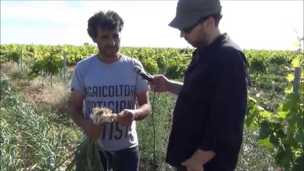 Elaboración y cata del ajo negro