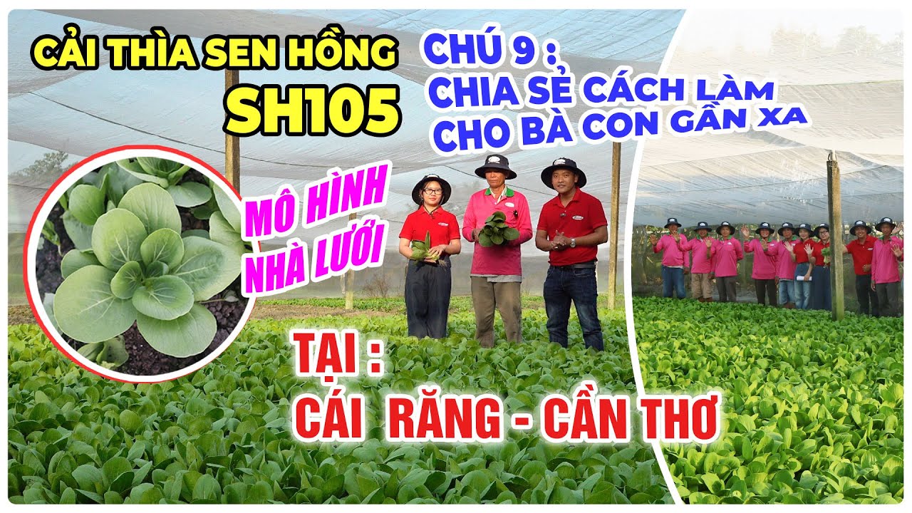 MÔ HÌNH TRỒNG CẢI THÌA SEN HỒNG SH105 TRONG NHÀ LƯỚI TẠI : CÁI RĂNG - CẦN THƠ
