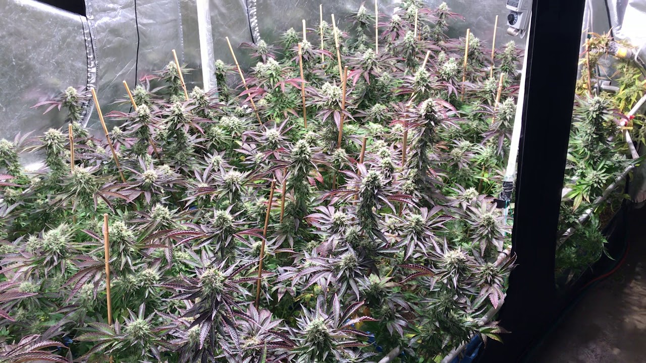 Bud porn. Sea of green. Grow weed like a guru season 5 video  9 MK ultra. Day 52 flower